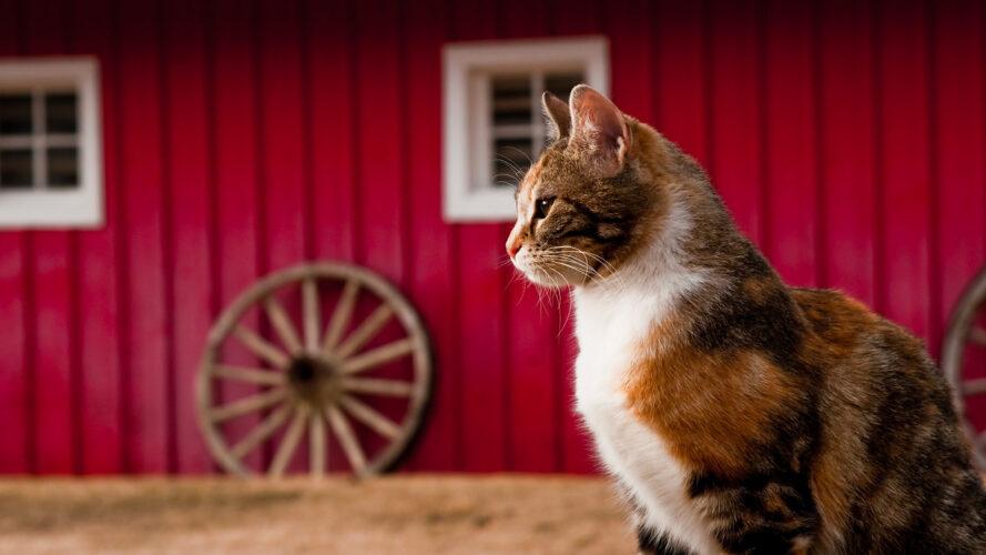 feral_farm