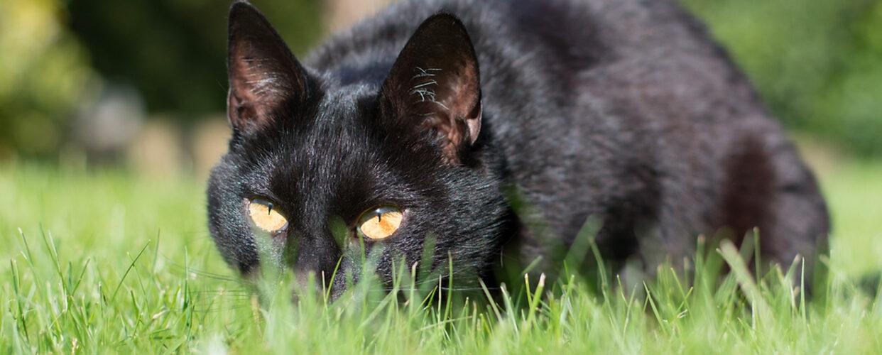 feral_farm_1