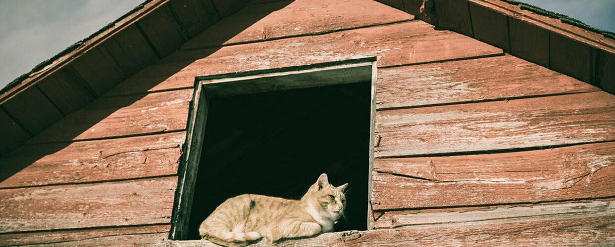 feral_farm_2