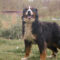 Maggie