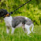 Archey