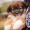 Lola
