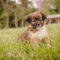 Lola