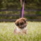 Lola