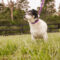 Dotty
