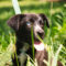 Toby