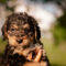 Murphy
