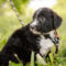 Mylo