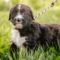 Mylo