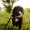 Meadow