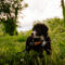 Meadow