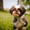 Samson