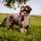 Samson