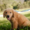 Jax (Jaxon)