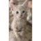 Oliver