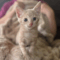 Oliver