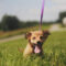 Vixie