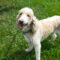 Perdie (Perditta)