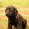 Baxter