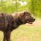 Baxter