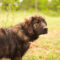 Baxter
