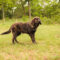 Baxter