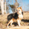 Foxley