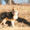 Foxley