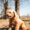 Gracie