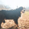 Bettie
