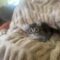 Tabitha