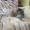 Tabitha