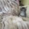 Tabitha