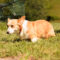 Olli