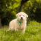Murphy