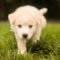 Murphy