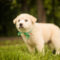 Murphy