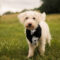 Winston