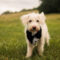 Winston