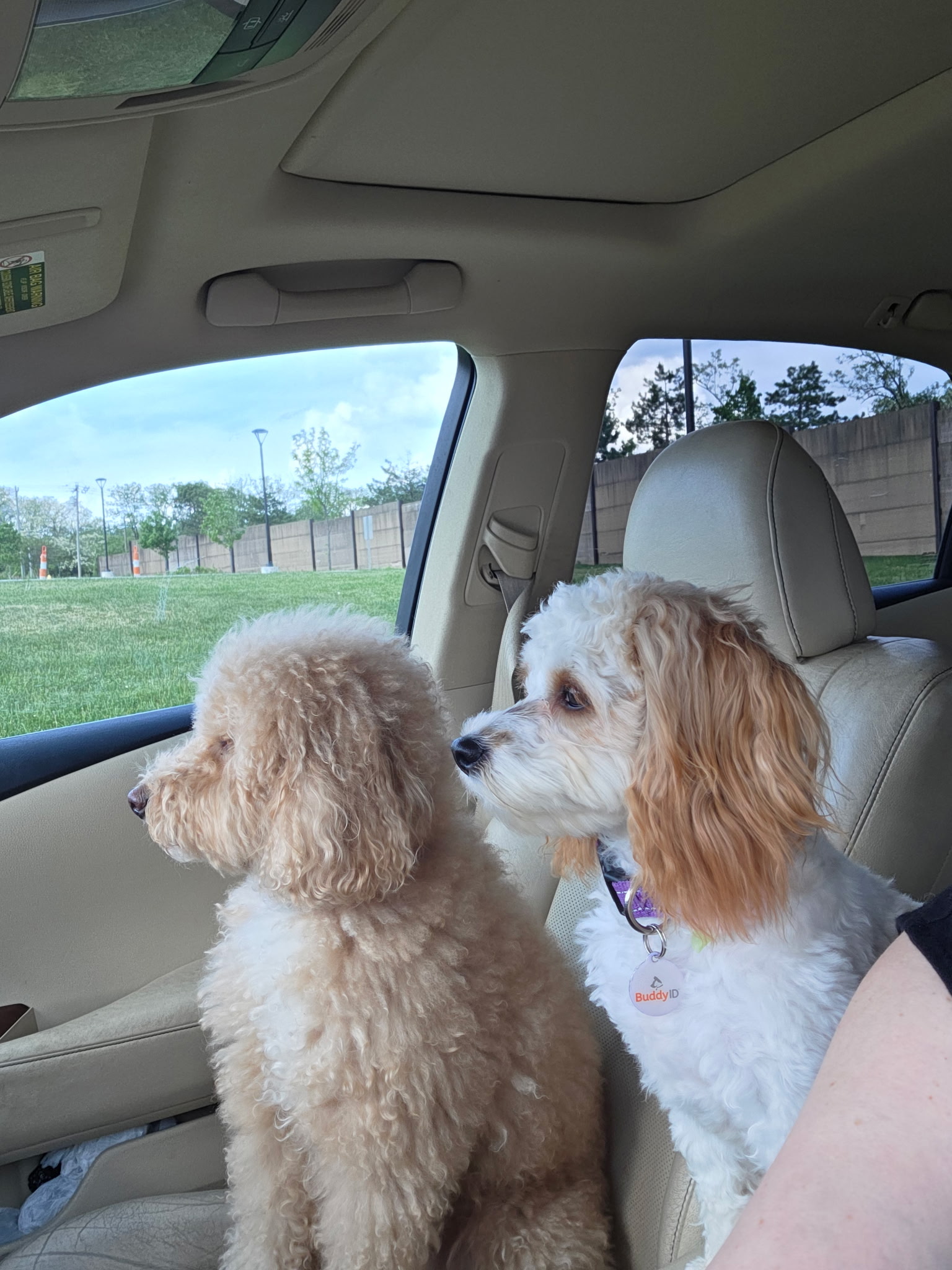 Sheryl with her adoptive brother after finding her forever home through Da Vinci’s Dream dog rescue