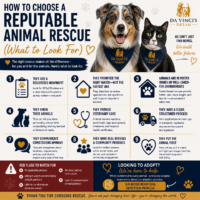 how to choose a reputable animal rescue before adopting