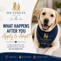 adoption application process at Da Vinci’s Dream Animal Rescue