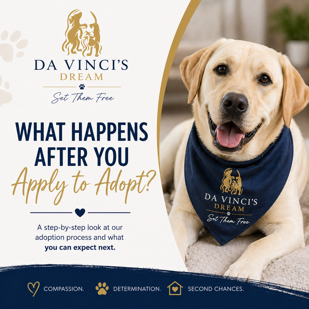 adoption application process at Da Vinci’s Dream Animal Rescue