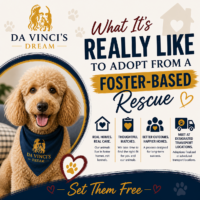 foster-based rescue adoption through Da Vinci’s Dream Animal Rescue