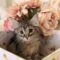 Tabitha