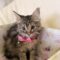 Tabitha