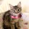 Tabitha