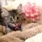 Tabitha