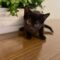 Pepper