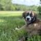 Beethoven
